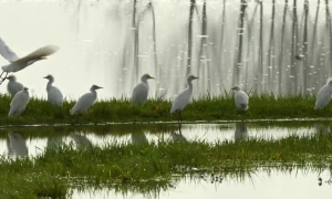 Венс висловив оптимізм щодо угоди між Ізраїлем і ХАМАС
