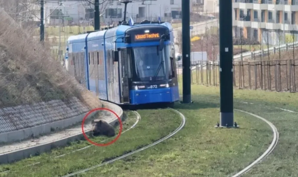 У Кракові трамваї зупинив дикий кабан на коліях — RMF24