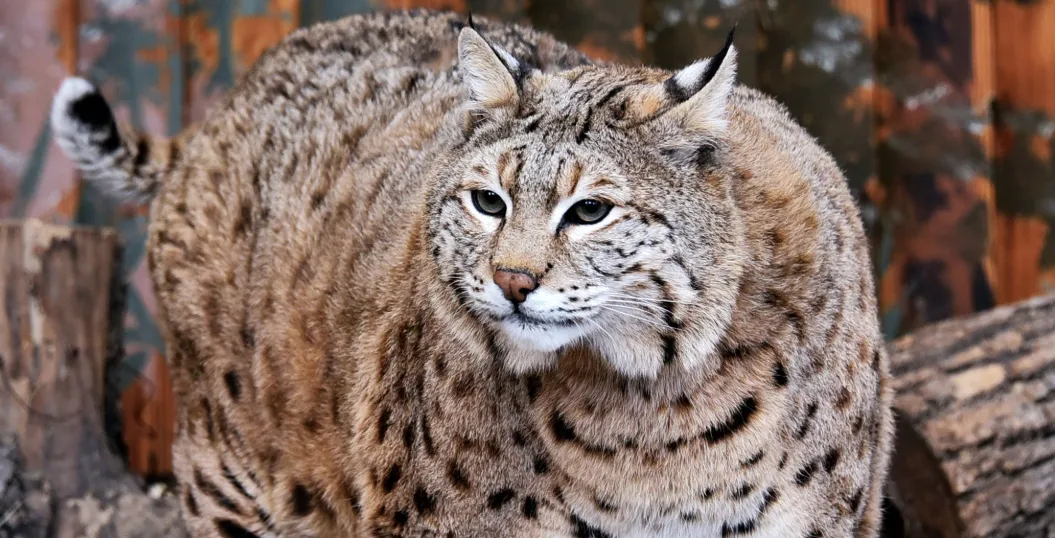 Рись Степан із Київського зоопарку став зіркою мережі через «пишні форми»