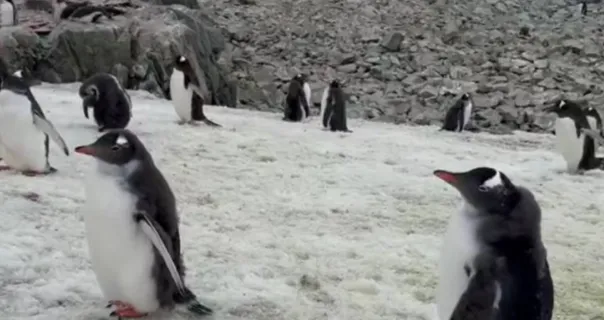 На станції Вернадського пінгвіни «скуштували» українську біологиню
