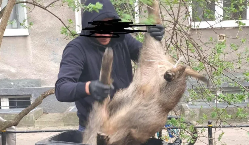 У Варшаві вибачилися за відстріл кабанів у житлових дворах