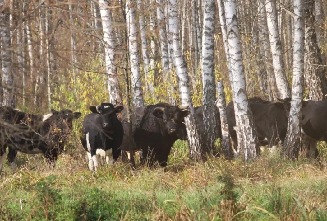 Экологи объяснили появление диких коров в Чернобыле
