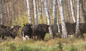 Верховная Рада ввела обязательную подготовку студентов к национальному сопротивлению