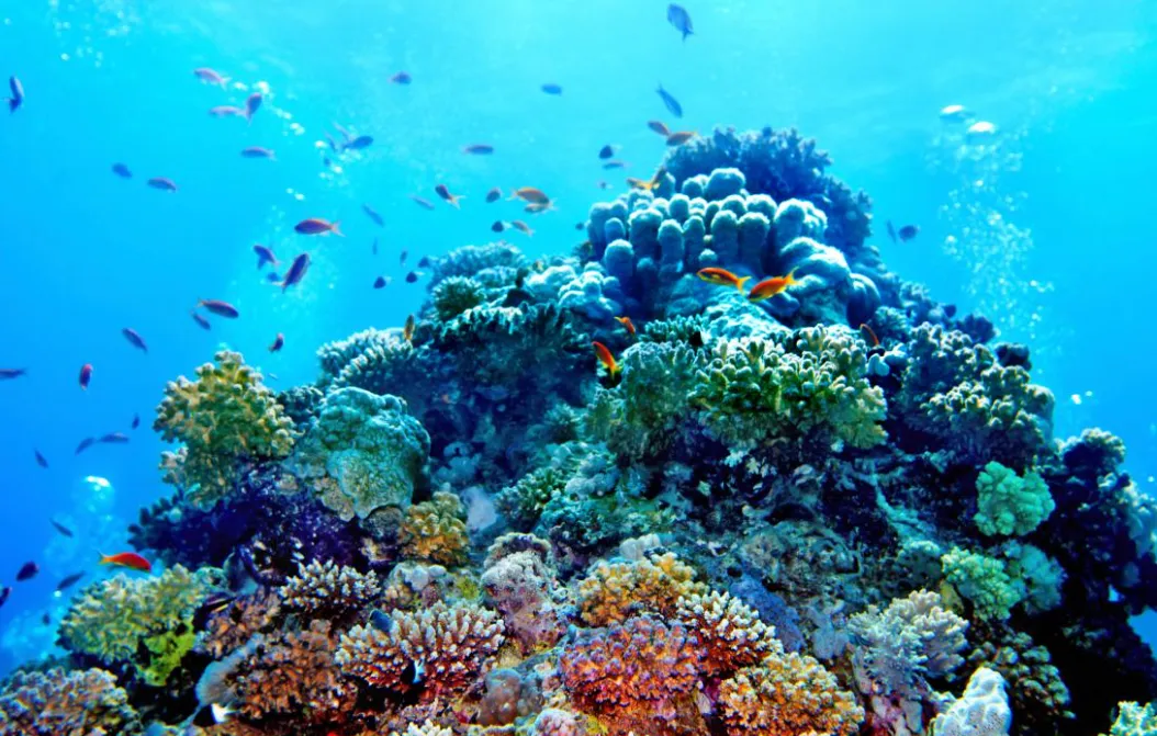 На Ямайці дайвери відновлюють корали за допомогою підводних динаміків — The Guardian