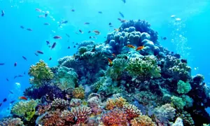 Суд у Грузії виправдав таксиста, який кинув російських туристів через сварку про українську музику