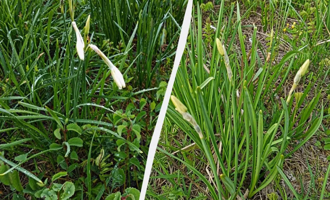 В Долине нарциссов появились первые цветы, на выходных ожидается массовое цветение