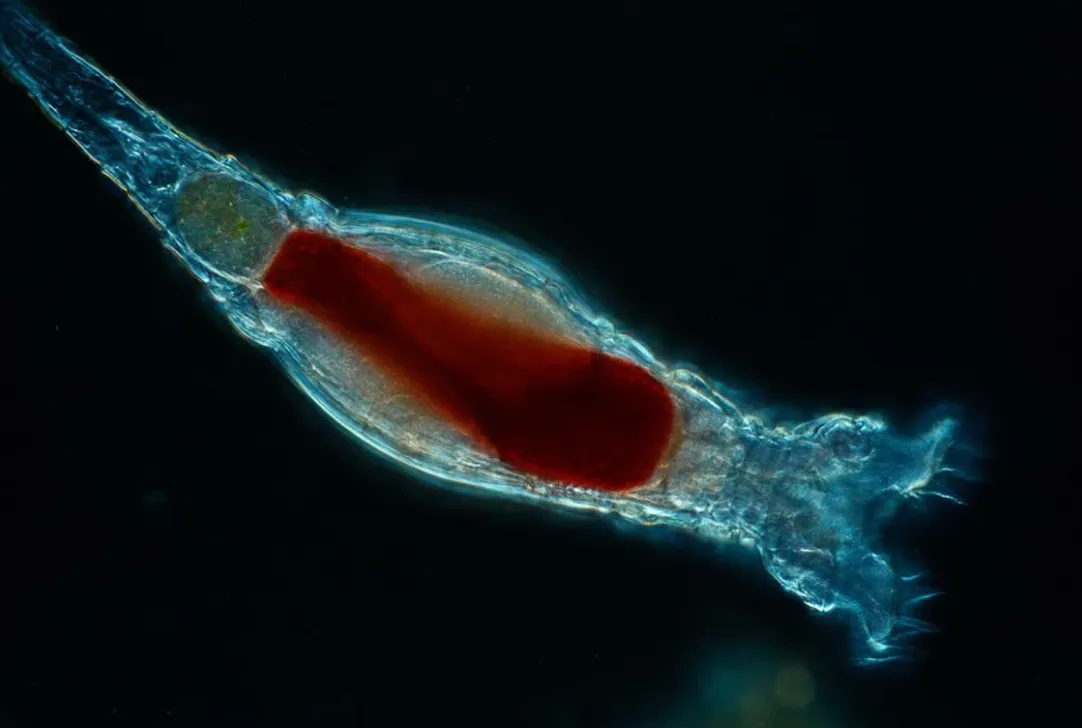 Вчені оживили істоту віком 24 тисячі років, яка змогла розмножитися