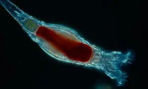 Світлові вихори можуть рухатися швидше за світло, — вчені