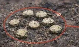СБУ заявила про рекордні результати підрозділу Альфа