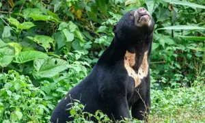 Гра престолів по-британськи: Королева таки не передасть трон принцу Чарльзу