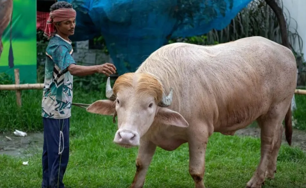 Donald Trump's buffalo was saved from being sacrificed in Bangladesh — Reuters