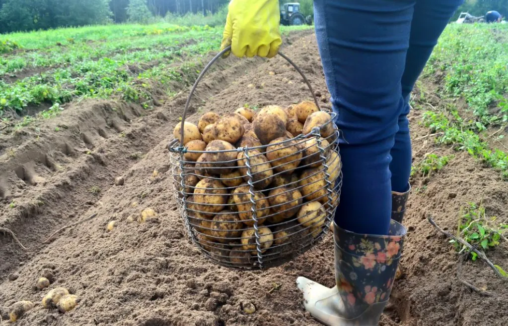 New potatoes have seen a sharp price increase: prices have nearly doubled in just a few days