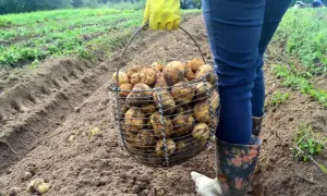 80% of Ukrainian agricultural enterprises could lose their subsidies after joining the EU