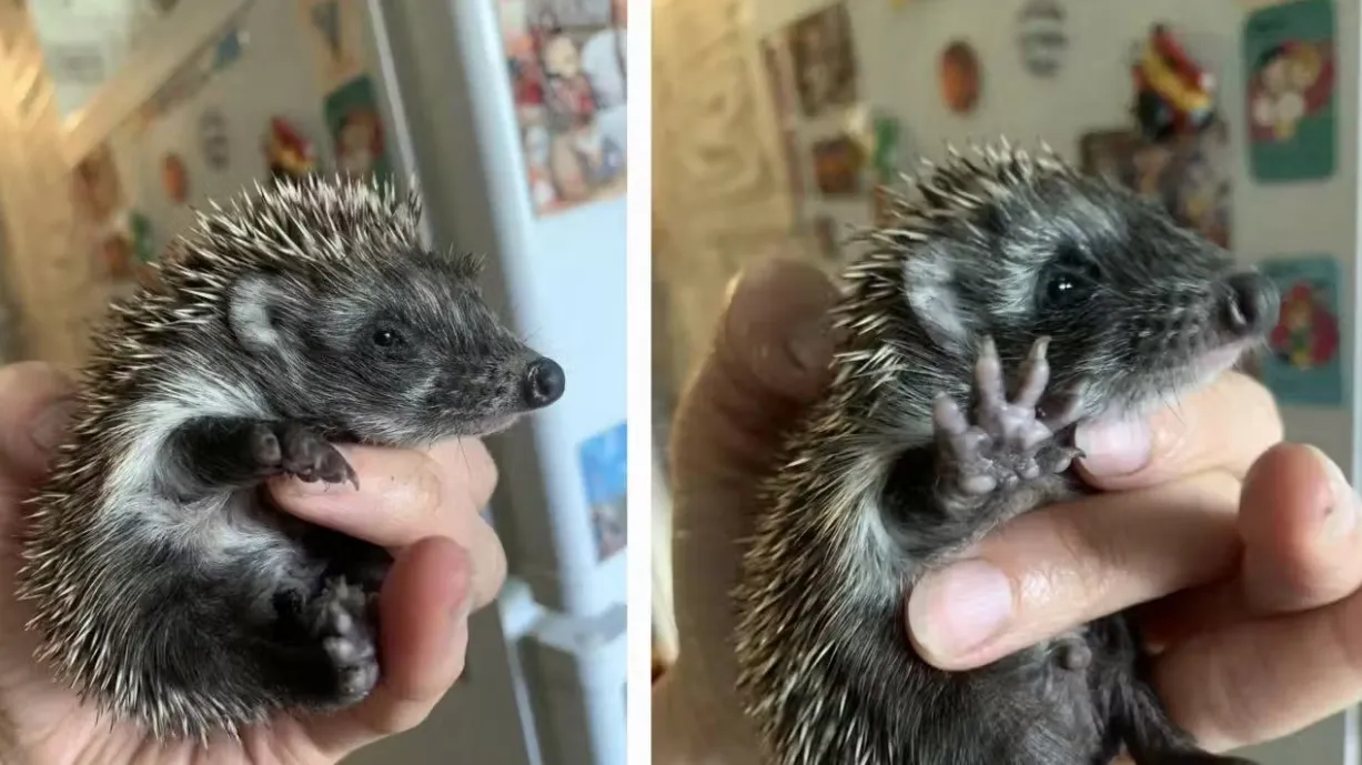 VIDEO: Five orphaned hedgehog cubs rescued after an attack in Dnipro