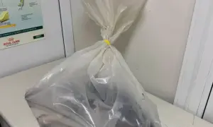 Когда отремонтируют мост Патона