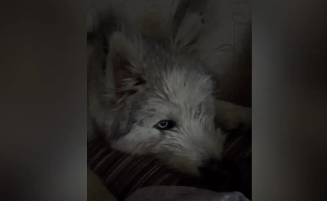 In the Kharkiv region, police are investigating the death of a dog following a dispute between neighbors