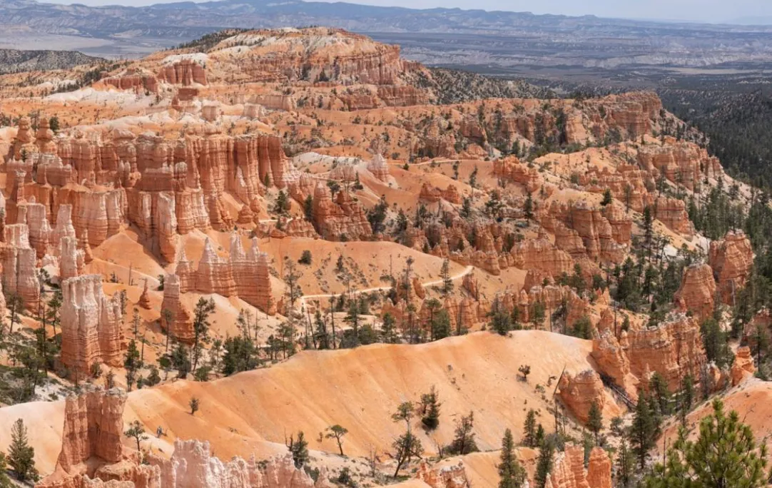 Saudi Arabia has planted 159 million trees in the desert over the past five years