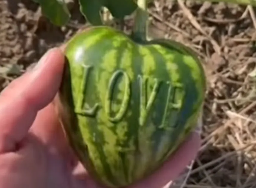 Video: A Ukrainian man grew a heart-shaped watermelon