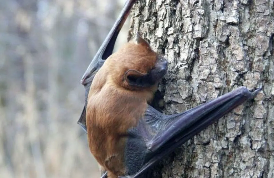 Fall bat migration has begun in Ukraine: how to keep them out of your home