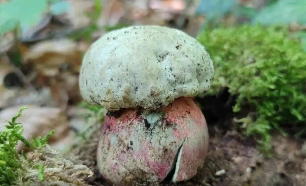 A rare poisonous mushroom resembling a white mushroom was found in Bukovina