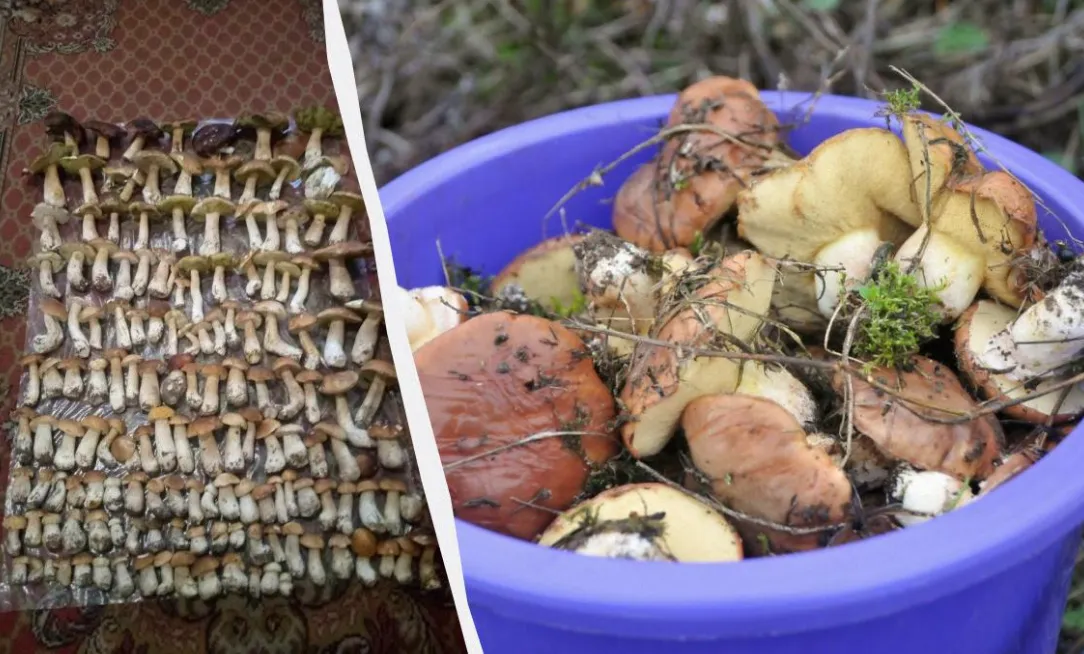 A woman from Volyn collected 155 porcini mushrooms in a single trip