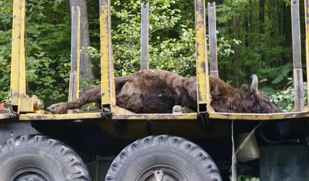 In the Lviv region, a truck struck a 700-kilogram bison