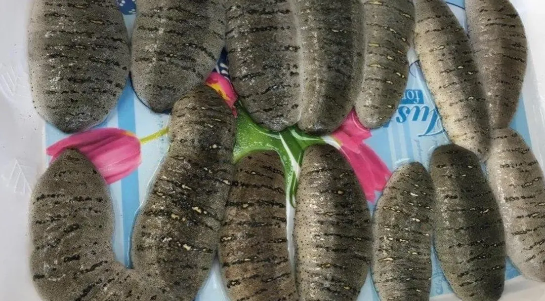 Mexican cartels have started using sea cucumbers as currency
