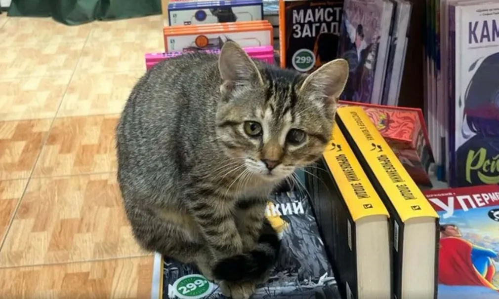 Video: In Poltava, a cat named Circe has become a four-legged employee at a bookstore
