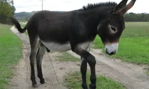 Іспанська поліція розслідує можливе вбивство засновника бренду Mango