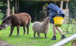 Трамп ввів мита на сталь і алюміній