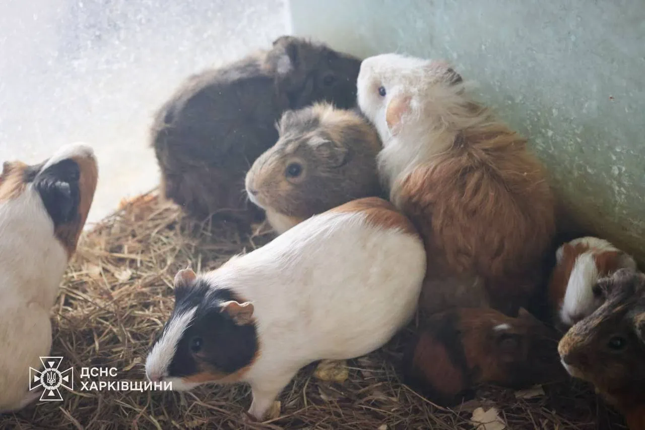 Russia attacked a zoo in Kharkiv: animals were injured