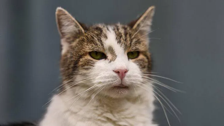 Britain's new prime minister won't bring his dog to Downing Street because of Larry the cat