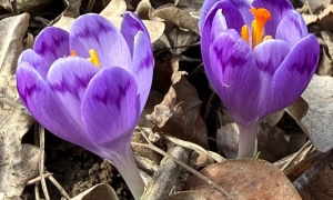 Фото: на Буковині буревій повалив десятки дерев