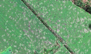 Попит із Китаю стимулювали зростання цін на українську сою