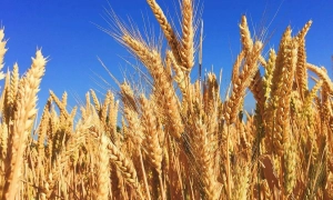 Чиновник Укртрансбезпеки обклав перевізників «даниною» — ДБР