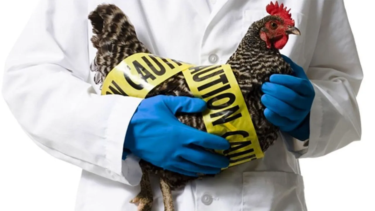 Italy has reported the first case of H9N2 avian influenza in a human in Europe