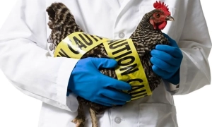 Хакери здійснили кібератаку на МЗС Канади