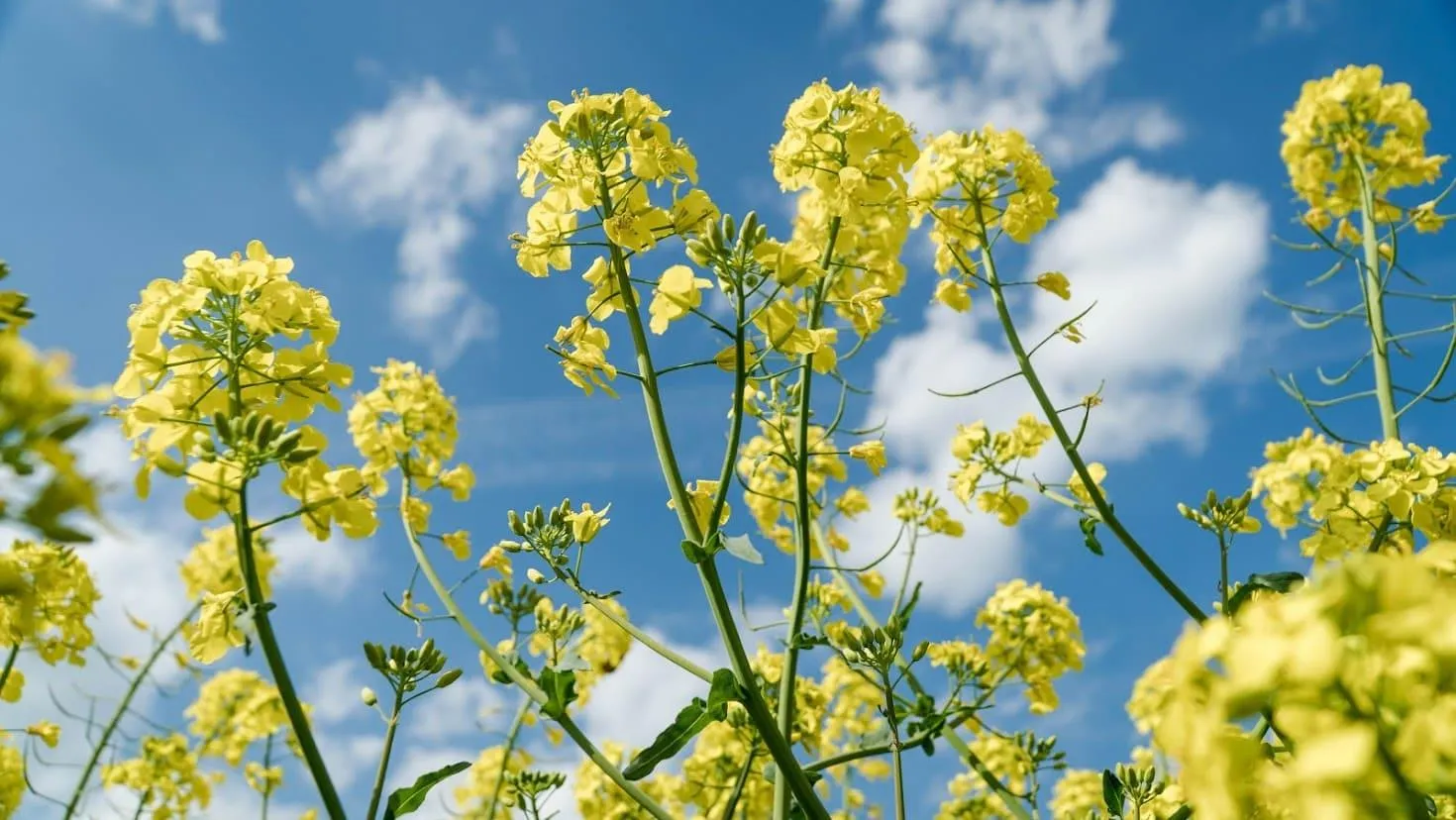 Румунія випередила Україну щодо постачання ріпаку до Німеччини