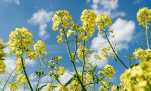 Румунія випередила Україну щодо постачання ріпаку до Німеччини