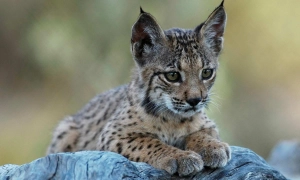 Росія відмовилася повернутися до режиму тиші на Донбасі