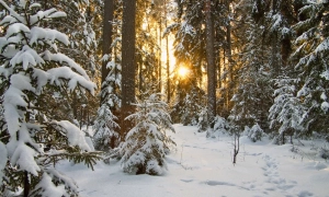 Офіс президента розкрив подробиці розмови Зеленського з Меркель