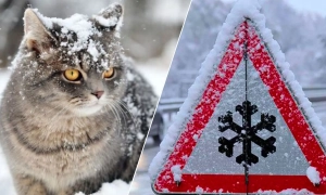 Швеція та Данія передадуть Україні ППО на €246 млн — SVT