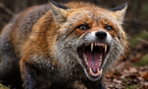 Trump criticized Rutte during a closed-door meeting at the White House, according to Politico