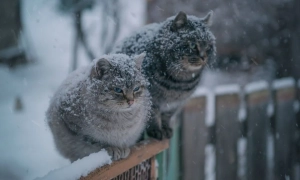 На Луганщині агент ФСБ намагався підірвати ємності з аміаком