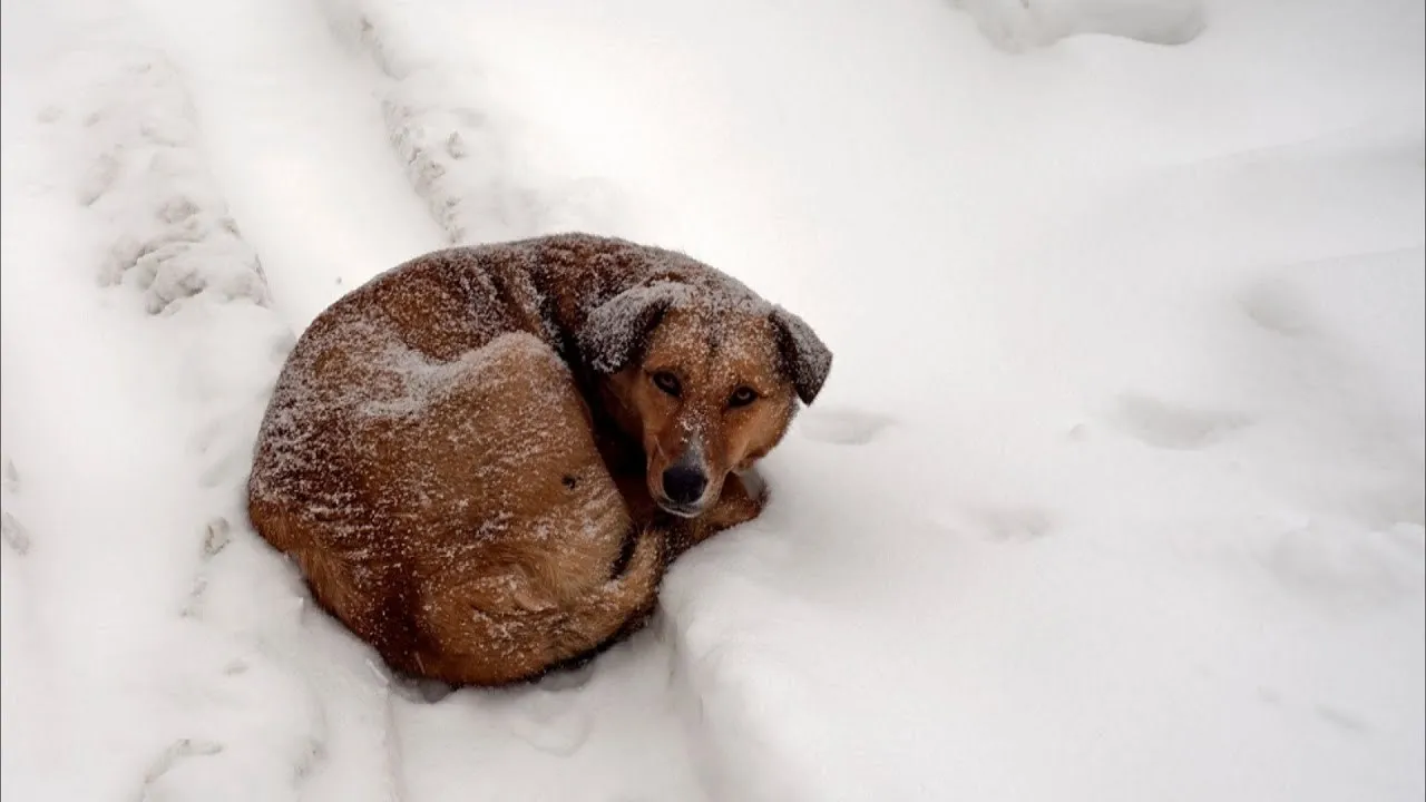 UAnimals закликає дозволити бізнесу впускати тварин у приміщення через морози