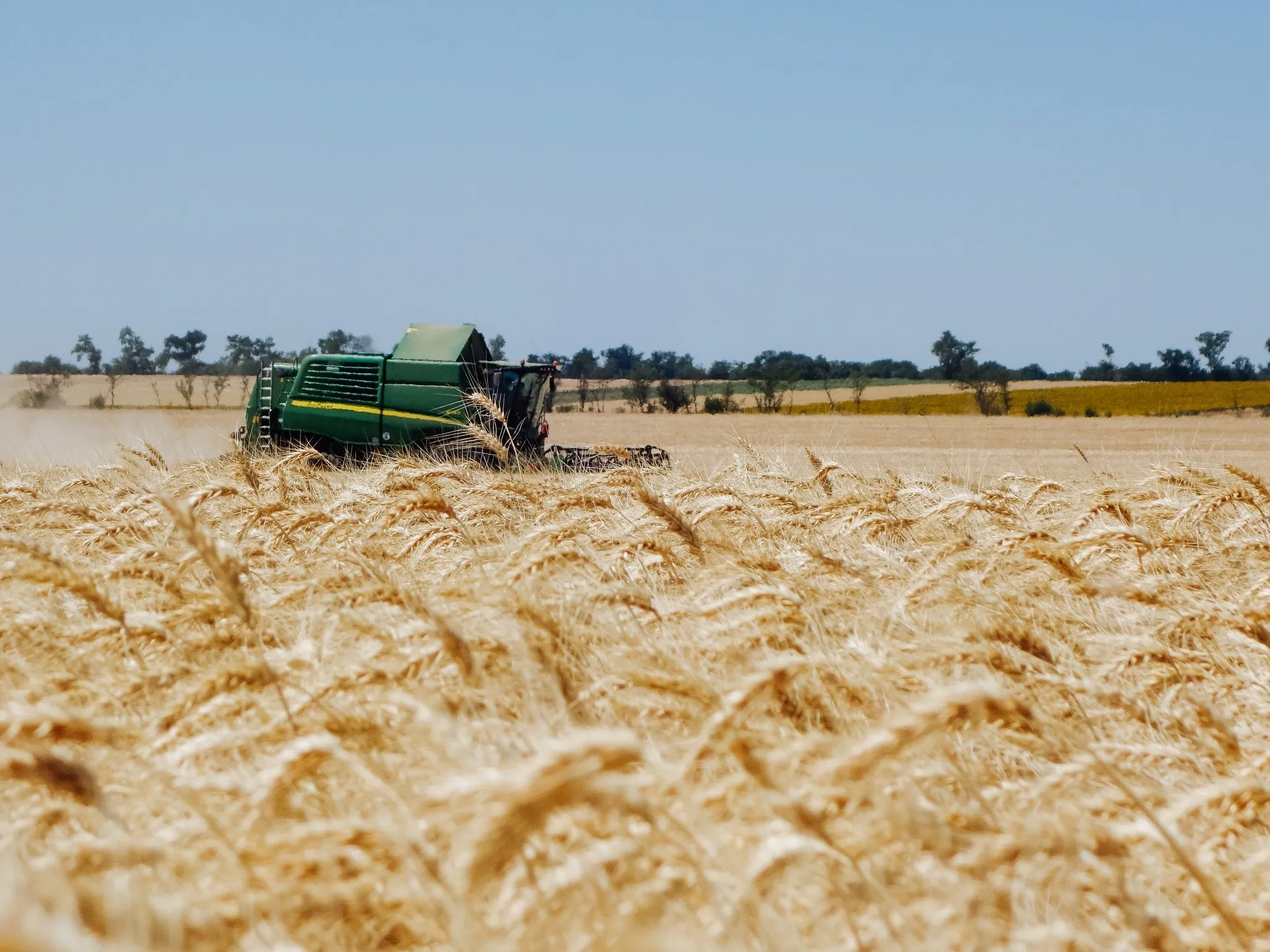 Grain prices in Ukraine and around the world have moved in different directions