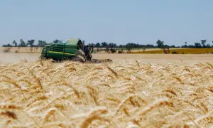 Ціни на зерно в Україні та світі пішли в різні боки
