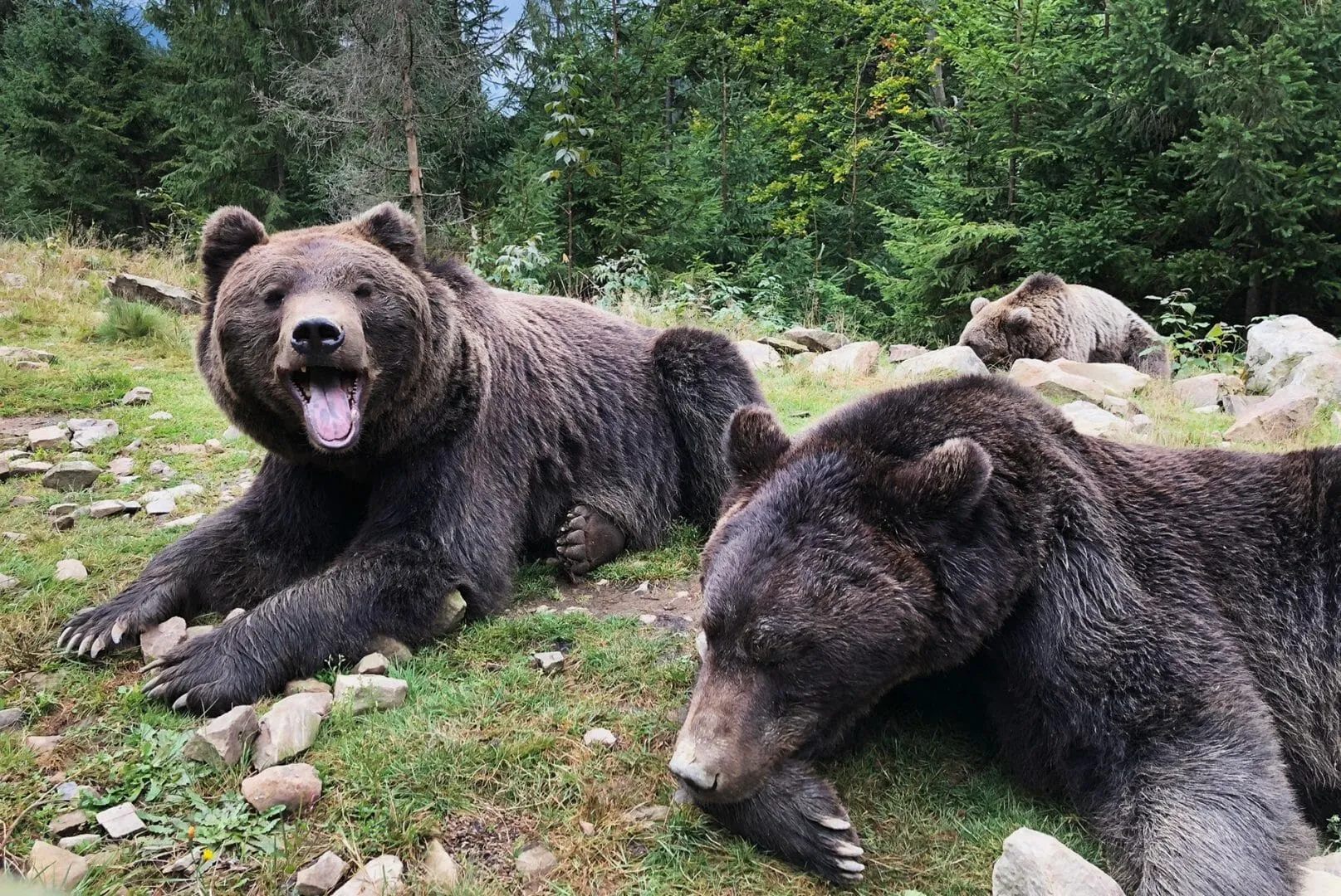 Румунія різко підвищила штрафи за підгодовування ведмедів