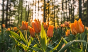 Сирський пояснив, чому покращилися показники мобілізації