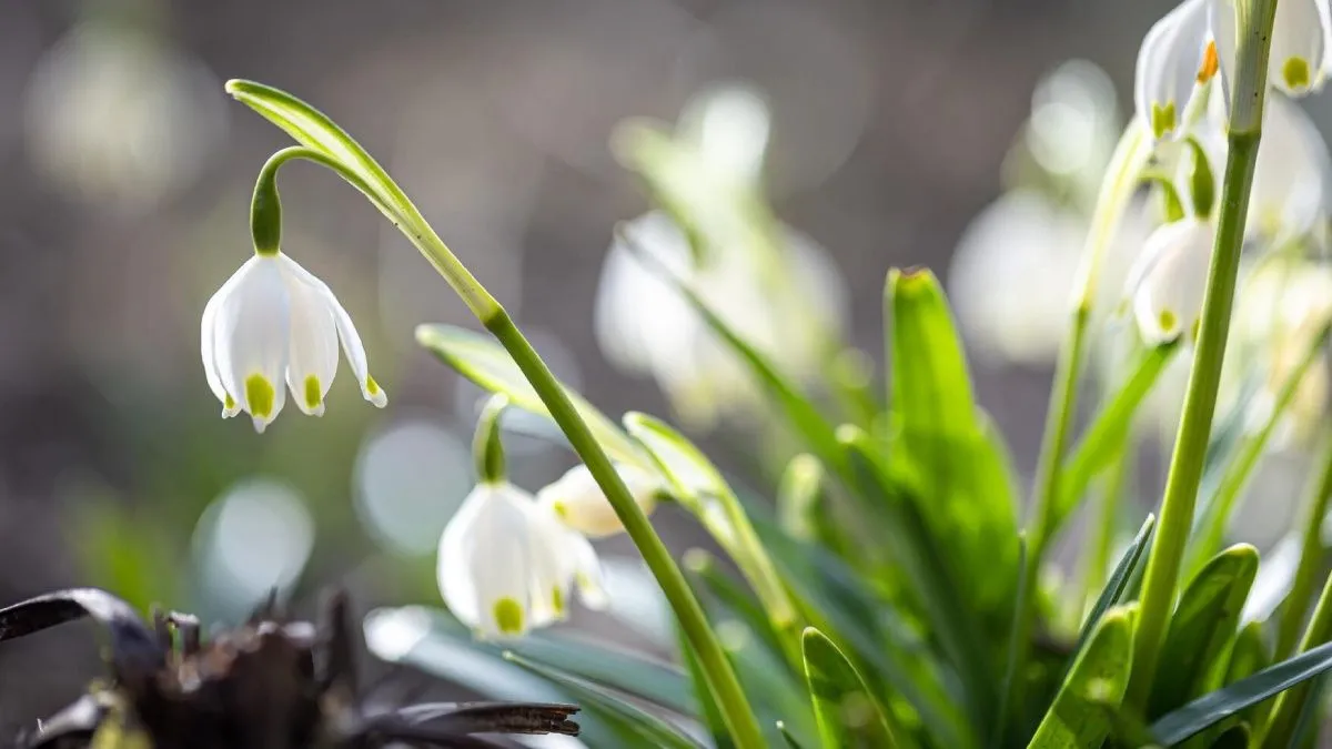 5 березня в Україні посилиться вітер, місцями можливі дощ і мокрий сніг